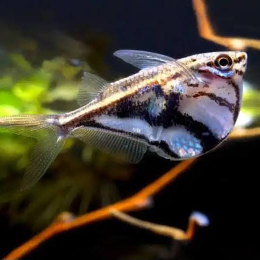 Marble Hatchet Fish