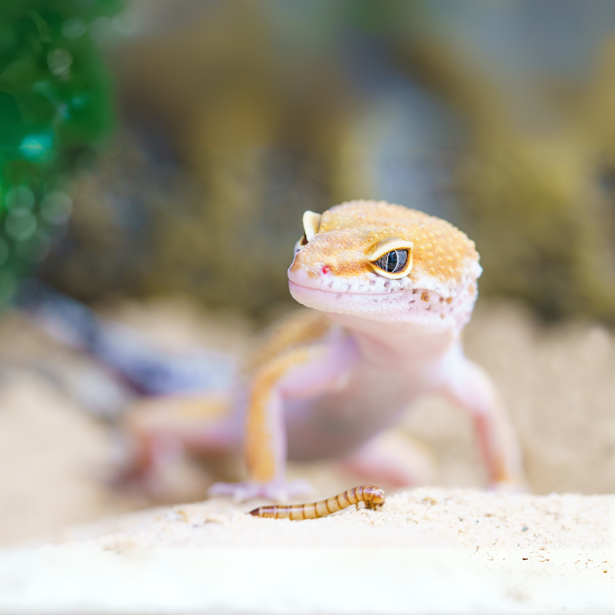 Reptiles & Amphibians