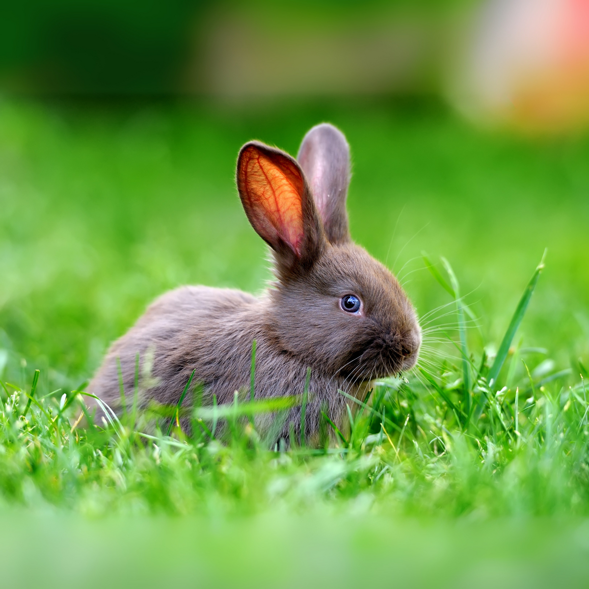 Small Animal Supplies NZ | Food, Cages & Toys – Little Beasts Pet Shop ...