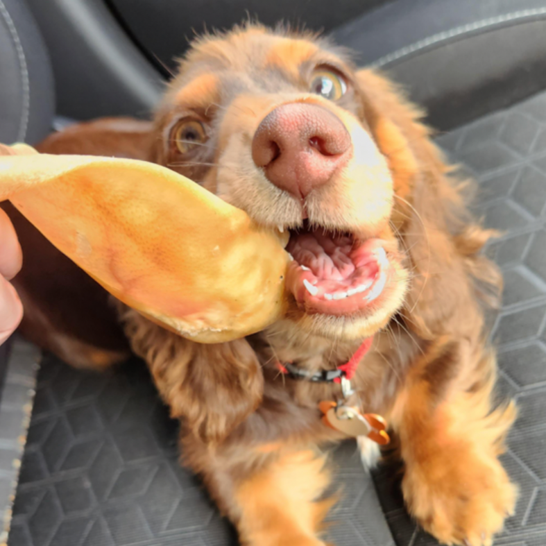 Dog Treats