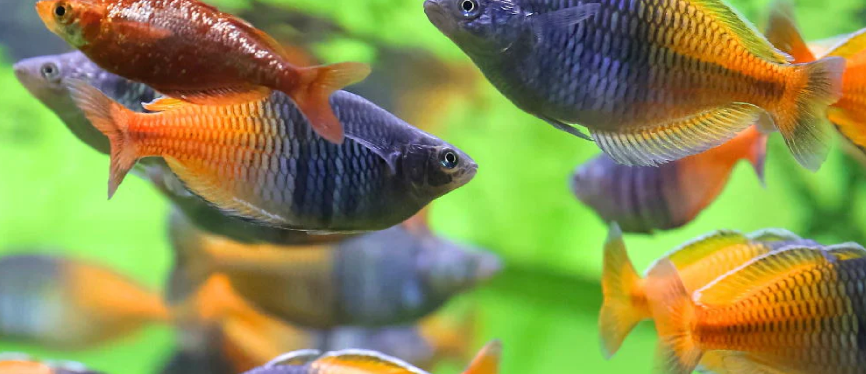 Rainbow Fish