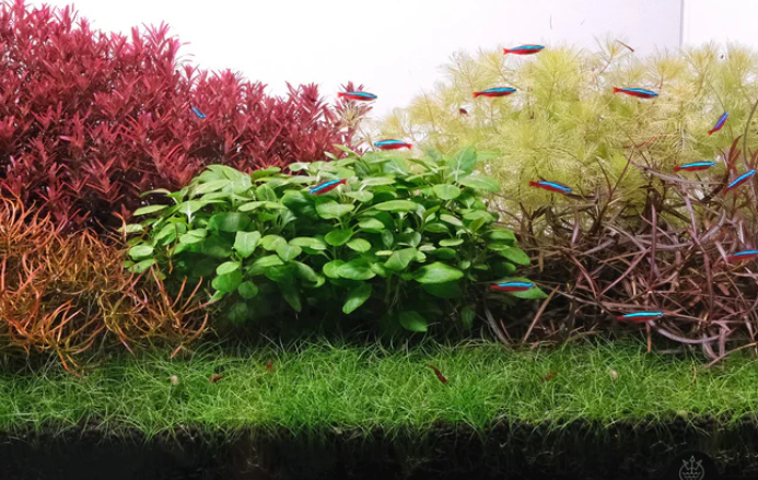 Aquarium Plants