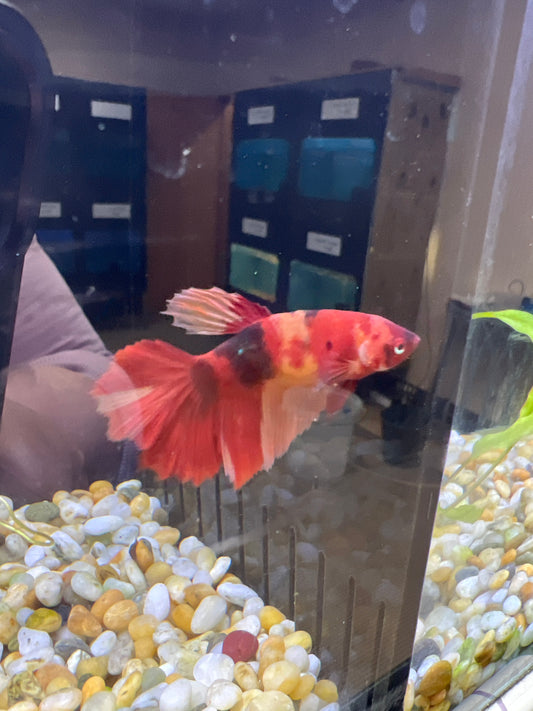 Betta Nemo Fish Male