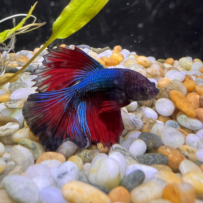 Betta fish Male