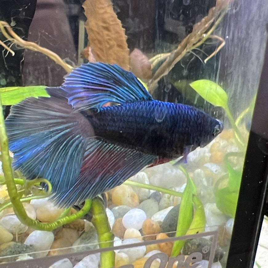 Betta fish Male