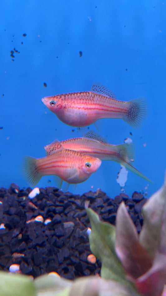 Golden Swordtails