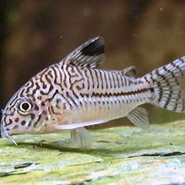 Leopard Catfish - Corydoras Julii