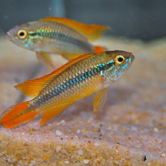 Agassizi Dwarf Double Red