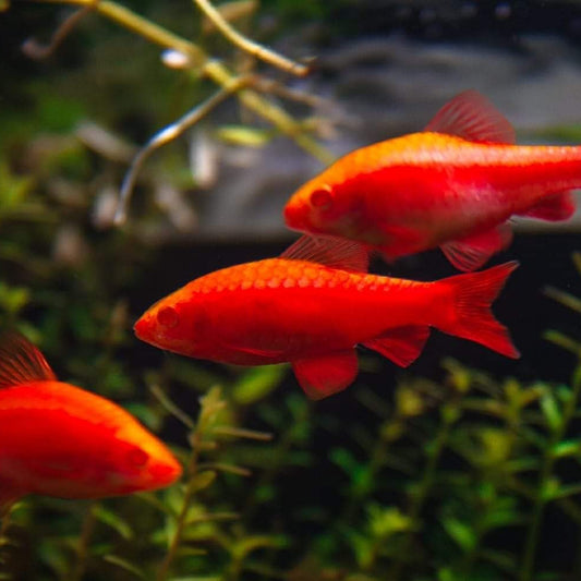 Tropical Fish | Little Beasts Pet Shop