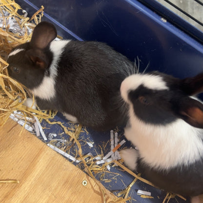 Dutch Rabbit Babys | Little Beasts Pet Shop Gore