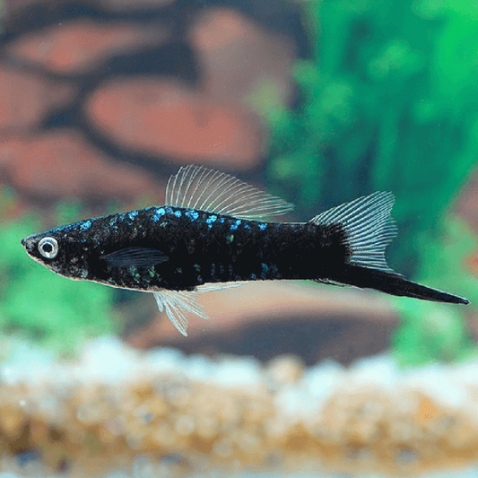 Black Swordtail