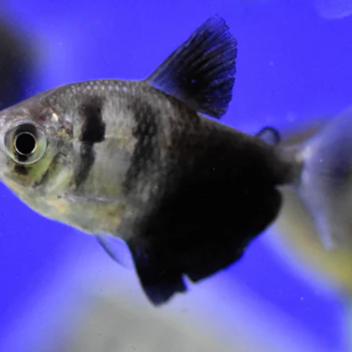 Black Widow Tetra