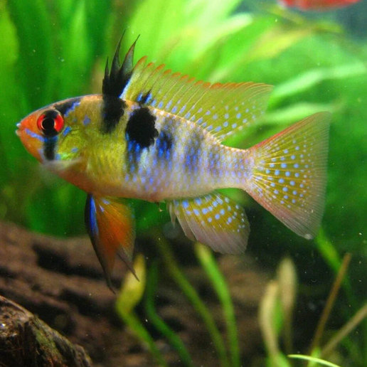 Blue Ramirezi