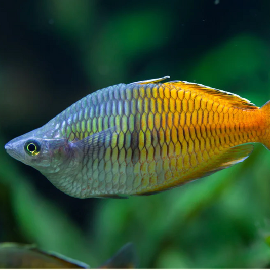 Tropical Fish | Little Beasts Pet Shop