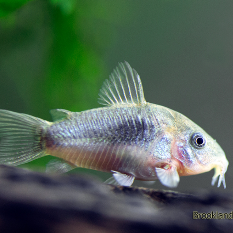 Bronze Corydoras