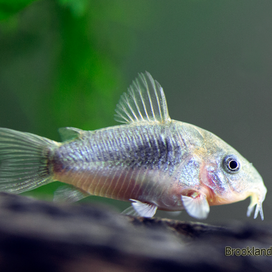 Bronze Corydoras