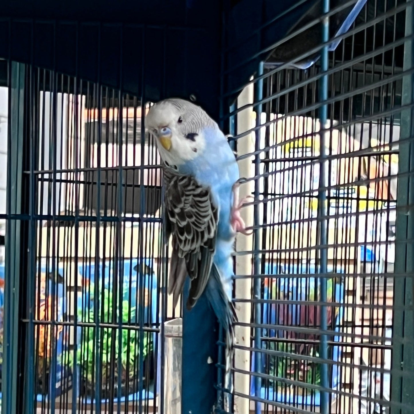 Budgies