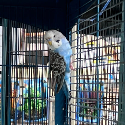 Budgies