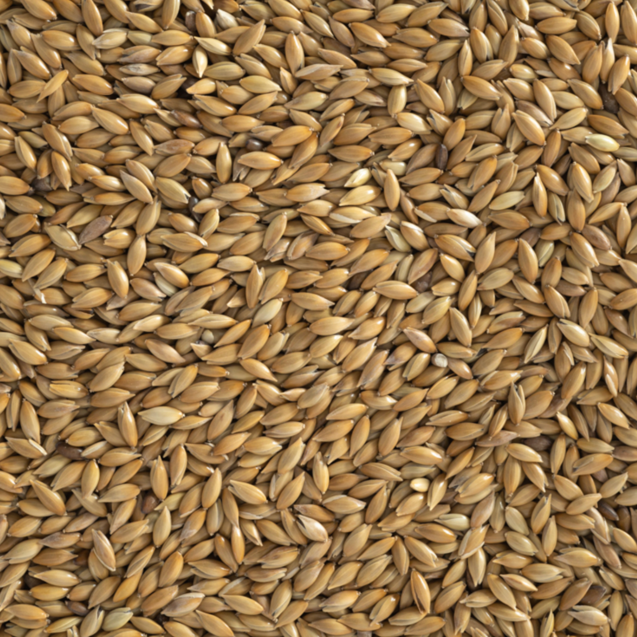 Canary Seed