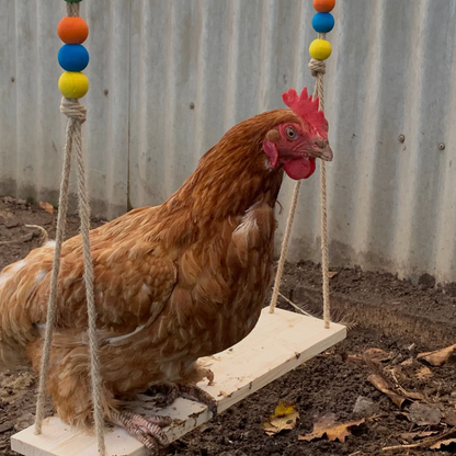 Chicken Toys | Little Beasts Pet Shop