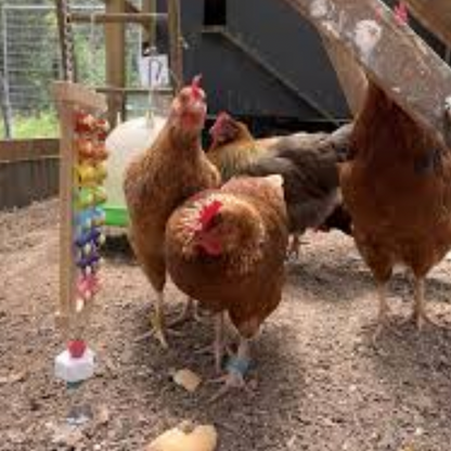 Chicken Toy | Little Beasts Pet Shop