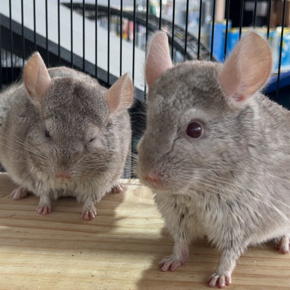 Chinchilla