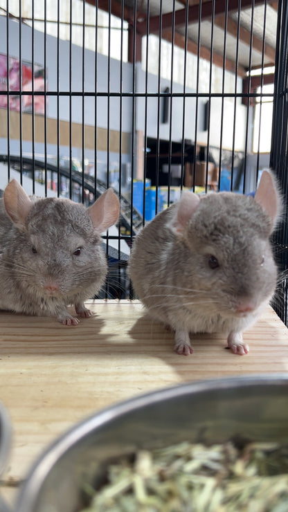 Chinchilla Bundle