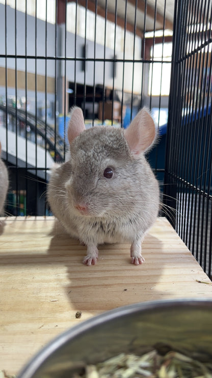 Chinchilla Bundle