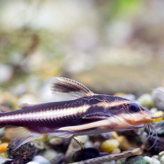 Tropical Catfish | Little Beasts Pet Shop