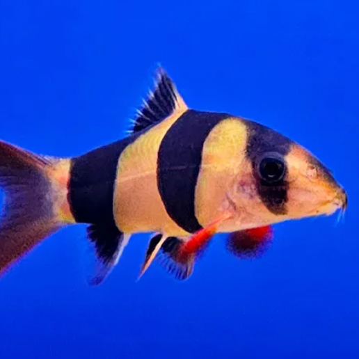 Clown Loach