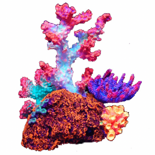 Coral Flouro 16cm