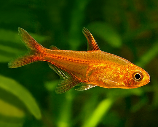 Tropical Fish | Little Beasts Pet Shop