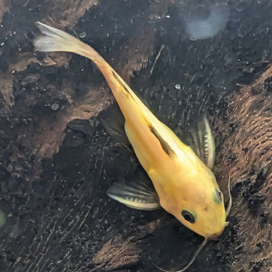 Catfish | Little Beasts Pet Shop