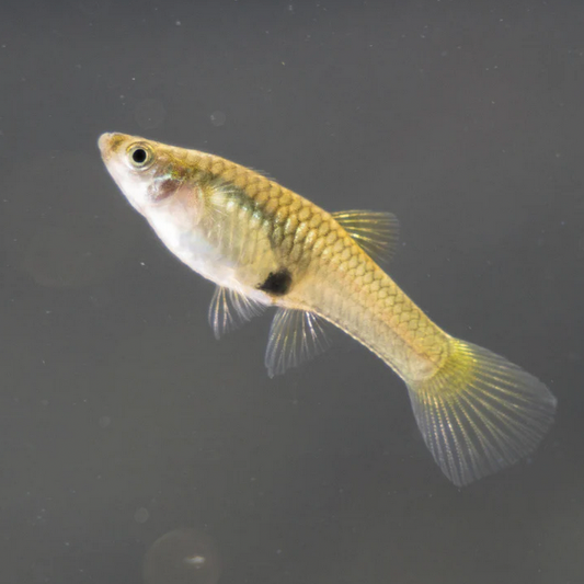 Female Guppy
