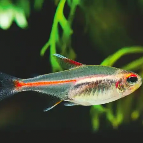 Glowlight Tetra