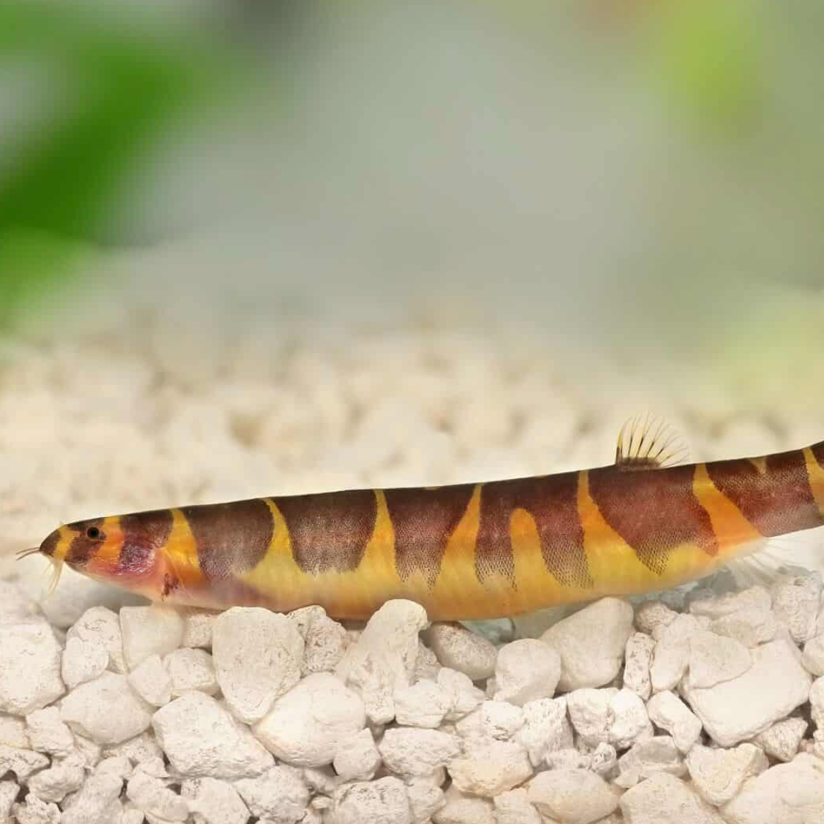 Tropical Fish Kuhli | Little Beasts Pet Shop