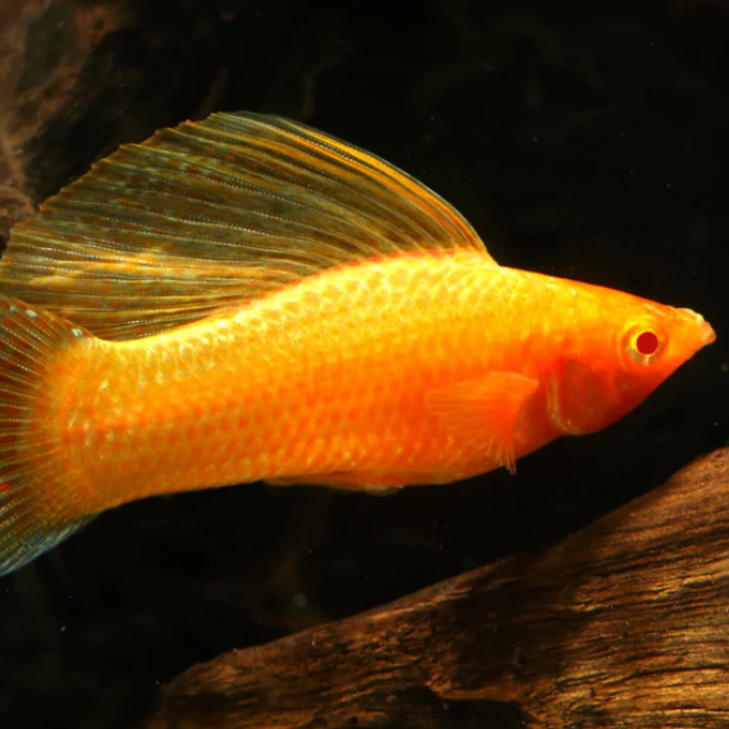 Golden Marble Sailfin Male Molly