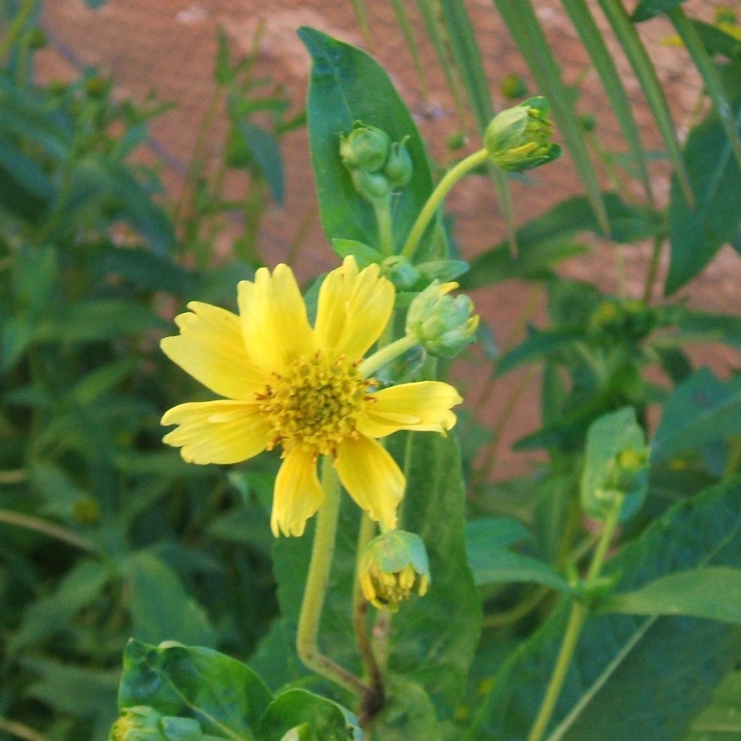 Niger Seed 1kg Bag – Premium Bird Feed