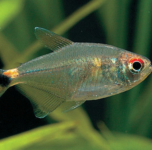 Head & Tail Light Tetra