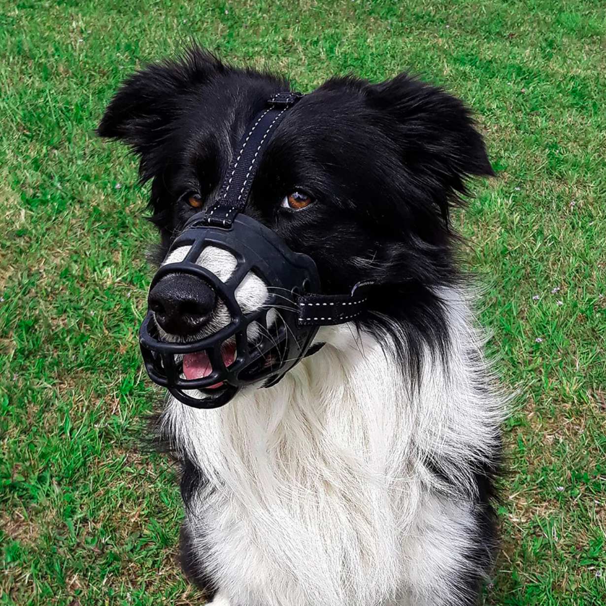 Muzzle Huskimo Specialist Freedom