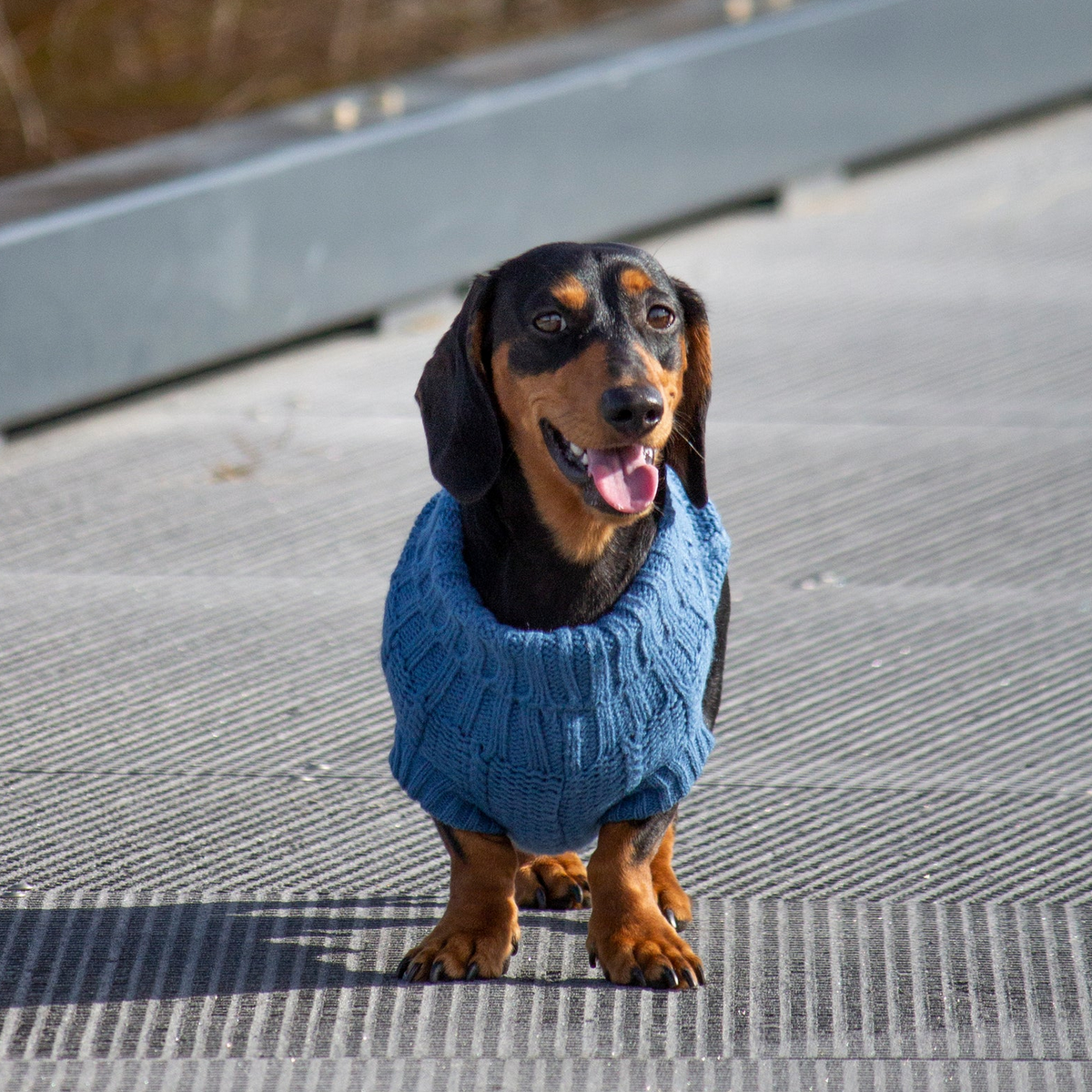 Huskimo Frenchknit Dog Jumper Indigo Blue for winter weather