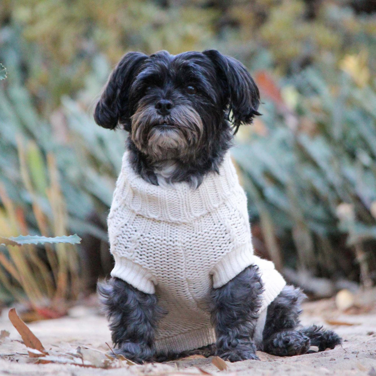 Huskimo Frenchknit Dog Jumper Ivory for winter weather