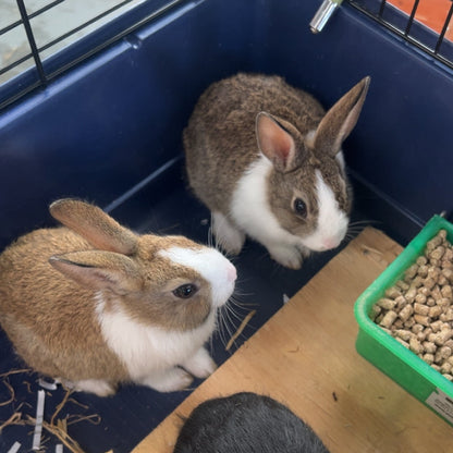 Dutch Rabbit Babys | Little Beasts Pet Shop Gore