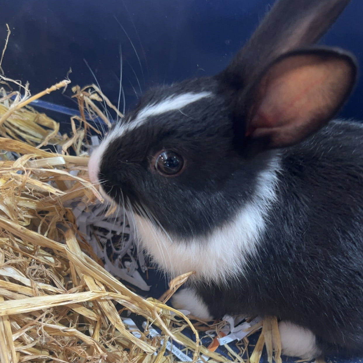 Dutch Rabbit Babys | Little Beasts Pet Shop Gore