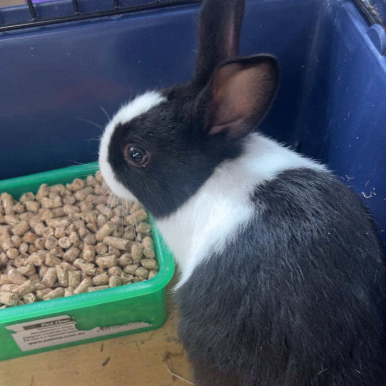 Dutch Rabbit Babys | Little Beasts Pet Shop Gore