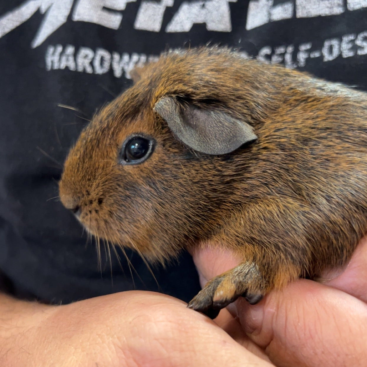 Guinea Pigs - sold in pairs