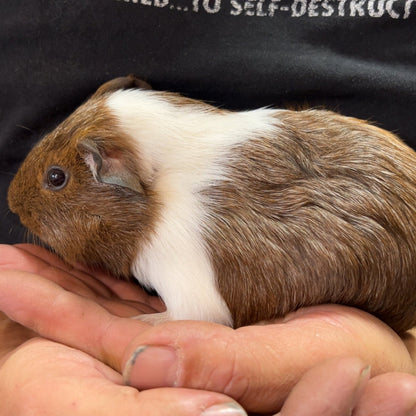 Guinea Pigs - sold in pairs