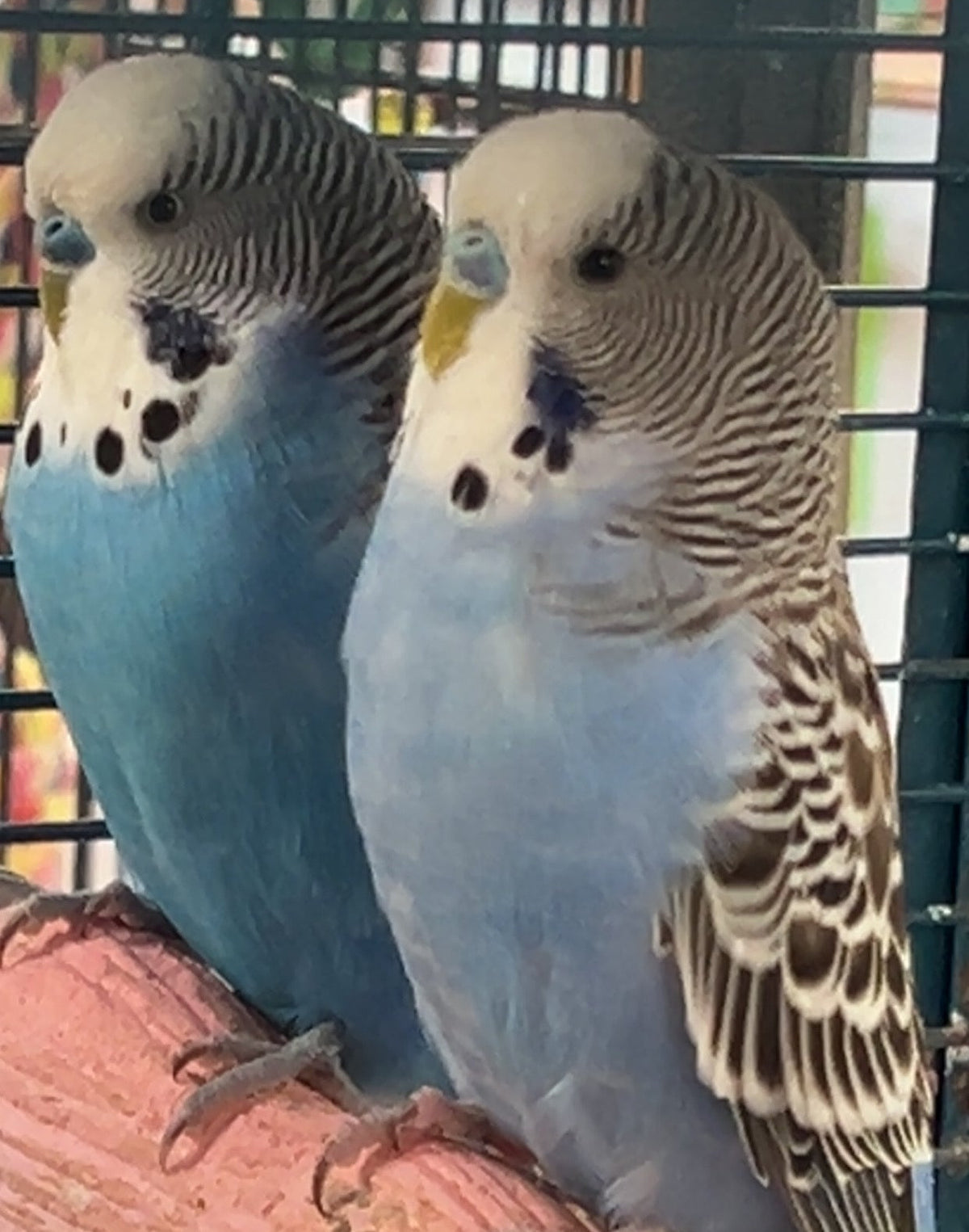 Budgies