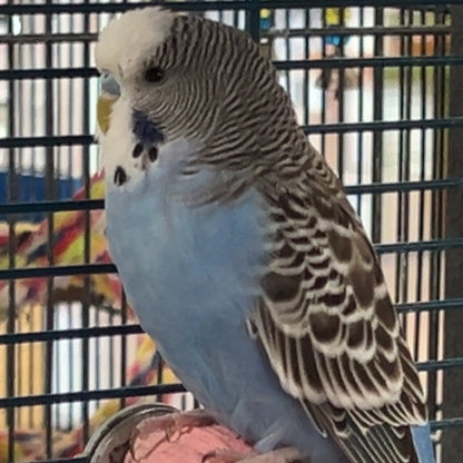 Budgies