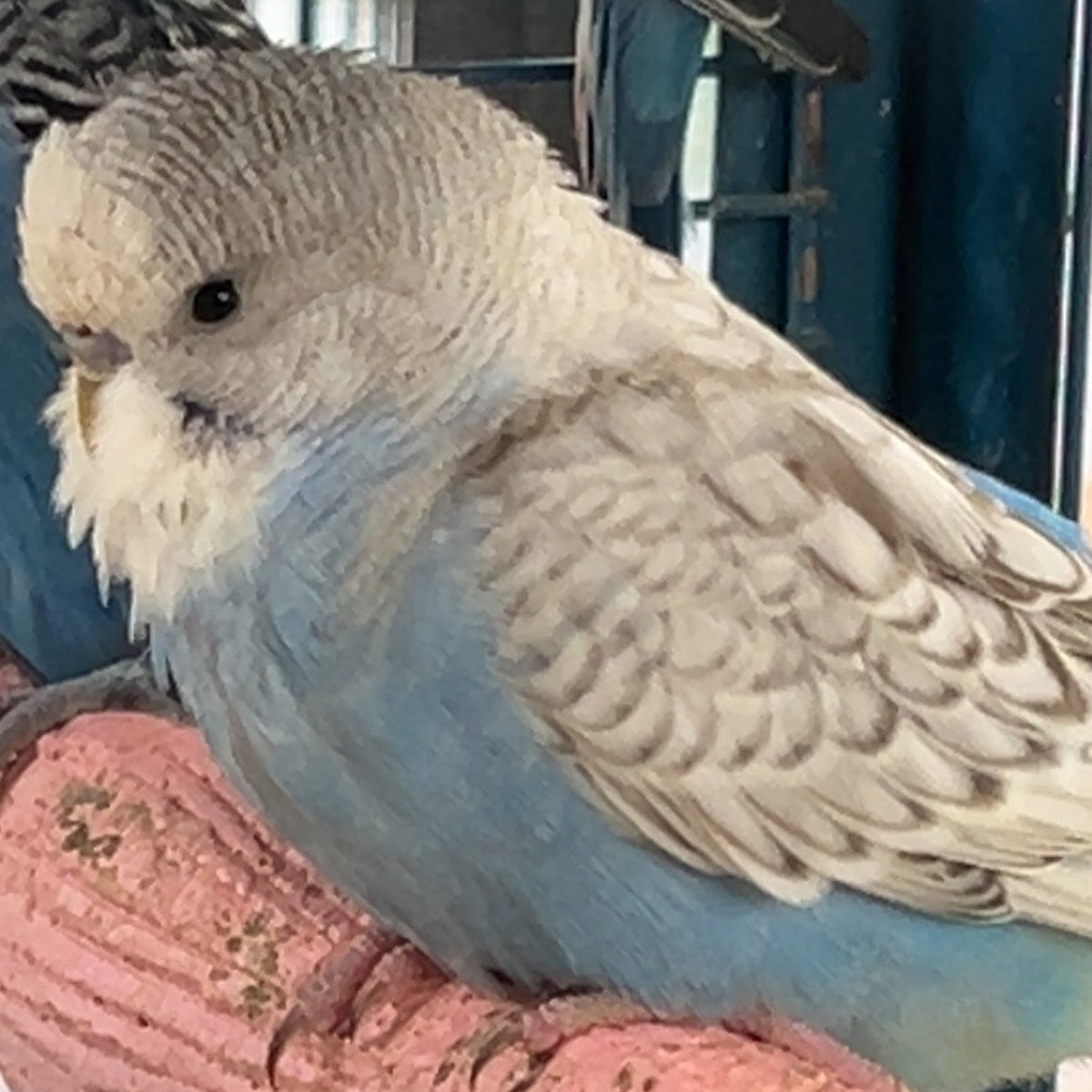 Budgies